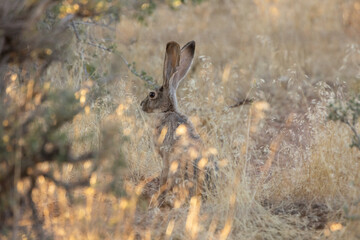 Wall Mural - A Jackrabbit sits among the desert plants growing in the mountains of Southern Utah USA while the last sunlight of the day splashes off the seed heads of the grass in the foreground. 