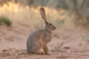 Wall Mural - A jackrabbit with tattered ears sits very still, in the middle of a small dirt road in the desert of Southern Ut USA and the light from the setting sun just barely touches the grass in the background.