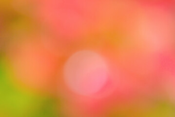 Wall Mural - Defocus light background red and green. Blurred barberry plant. Natural bokeh.