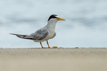Wall Mural - a least tern walking on a beach