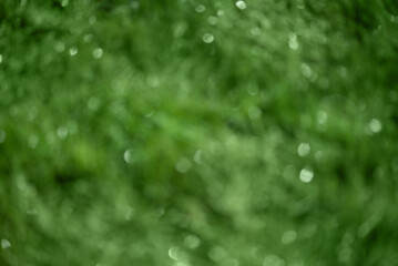 Wall Mural - Abstract defocused blurred background of green plants. Natural blurred background.