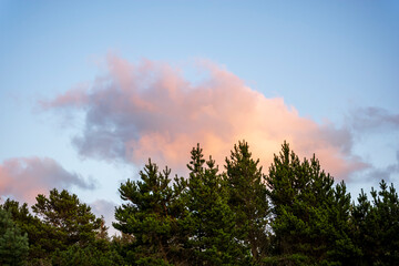 Wall Mural - sunset in the forest