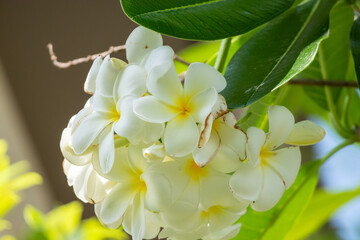 Wall Mural - White Frangipani flower Plumeria alba with green leaves
