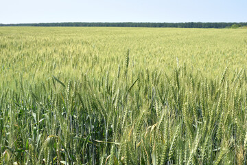 Wall Mural - spikelets. Fresh green young unripe juicy spikelets of wheat on a blurred green field. Oats, rye, barley. harvest in spring or summer, closeup of a field. agricultural field, agriculture, farmland