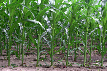 Wall Mural - green corn leaves. Corn farm. photo of corn field. concept of good harvest, agricultural. Field of corn in spring or early summer. industrial background. close-up
