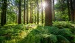 © Bonita - sunlight beaming through tall trees in a lush green forest with vibrant ferns and grass capturing the essence of nature s serenity and beauty