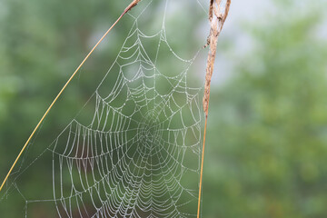 spider web in the morning dew