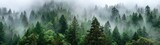 Misty forest canopy of tall evergreen trees
