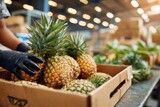black-gloved worker carefully placing pineapples into cardboard export boxes