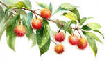 Hand-painted watercolor illustration of rambutan cluster on branch with green leaves, detailed botanical style for packaging, kitchen decor, invitations, or food design, white background.