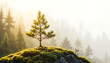 © UmmuAfifah - Lone Pine Tree on Misty Mountaintop at Sunrise.
