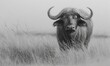 © Batagor - A grayscale buffalo in tall grass