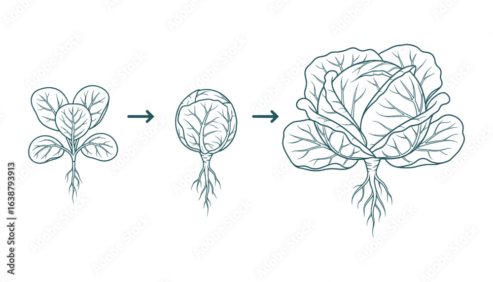 Cabbage Growth Stages Diagram Line Art Isolated Vector Illustration ...