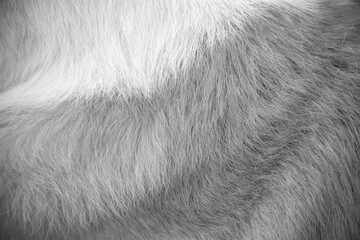 Wall Mural - Grey white dog fur texture or animal skin closeup background