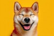 © Iftikhar alam - Happy shiba inu dog with bright eyes enjoying a sunny day against a vibrant yellow background in Japan, radiating joy and positivity while relaxing in a serene moment