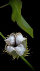 Wall Mural - The ripe cotton boll opening and revealing fluffy cotton flower. Opened cotton is ready for harvesting. Growing and harvesting cotton