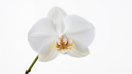 Poster - isolated orchid blossom captured in close detail on a white surface