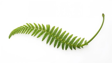 Bright green fern fronds displayed on white