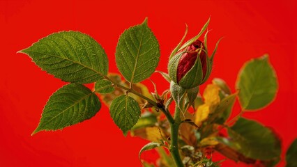 Wall Mural - Emerging rose plant leaves show a striking red color