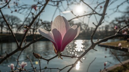 Wall Mural - Blooming magnolia in springtime with glistening water reflections