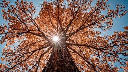 Wall Mural - sunlight streaming through the canopy of a tree with bright fall leaves