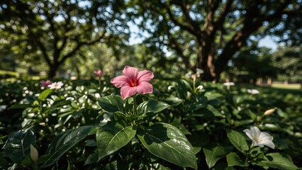 Wall Mural - Adenium's appeal in a sunny garden setting