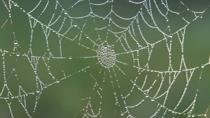 Delicate dewcovered spiderweb with natures artistry, and blurred green backdrop.