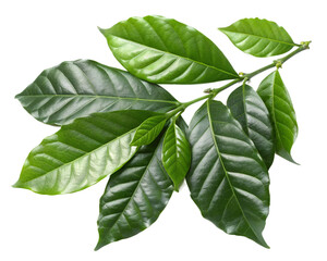 Coffee leaves isolated on transparent png
