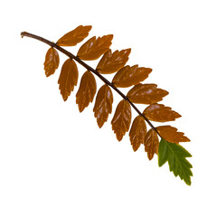 Wall Mural - Foliage branch with golden brown and green leaves against white