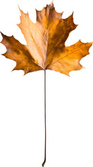 Wall Mural - Single Orange Maple Leaf Isolated on White PNG