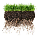 Cross-section of healthy grass with soil and exposed roots structure, isolated on transparent background.