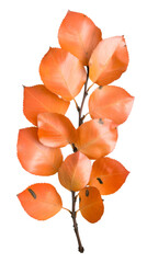 Wall Mural - Branch with Vibrant Orange Autumn Leaves on Transparent Background