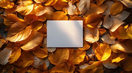 Wall Mural - golden autumn leaves framing a white blank card
