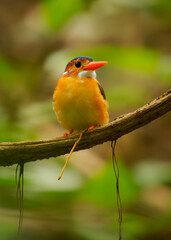 Wall Mural - sulawesi dwarf kingfisher ceyx fallax ruddy bird in alcedinidae endemic to sulawesi, also celebes fo