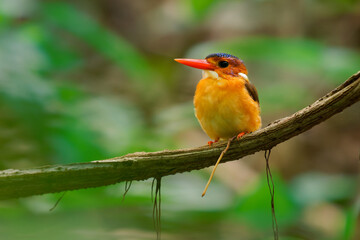 Wall Mural - sulawesi dwarf kingfisher ceyx fallax ruddy bird in alcedinidae endemic to sulawesi, also celebes fo
