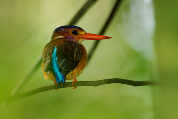 Wall Mural - sulawesi dwarf kingfisher ceyx fallax ruddy bird in alcedinidae endemic to sulawesi, also celebes fo