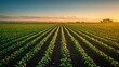 © mila103 - A field of green crops with a beautiful sunset in the background. The sky is blue and the sun is setting, creating a warm and peaceful atmosphere