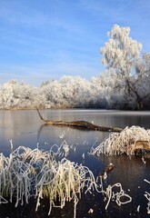 Wall Mural - serene winter landscape with frosted trees and lake