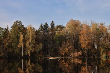 Wall Mural - autumn forest reflected in a lake