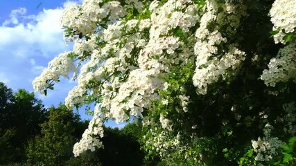 Wall Mural - Luxuriant white flowers sway in gentle breeze against a clear blue sky
