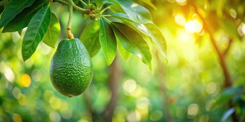 A Single Ripe Avocado Hanging on a Branch Bathed in Sunlight, Surrounded by Lush Green Foliage