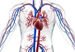© Ayesha - Human heart anatomy with veins and arteries isolated on transparent background