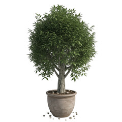 Potted green tree with textured trunk and leaves isolated on a transparent background