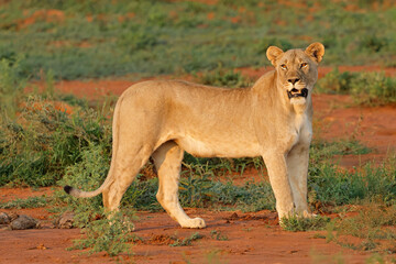 Wall Mural - alert lioness (panthera leo) standing in natural habitat, madikwe game reserve, south africa