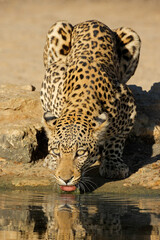 Wall Mural - an alert leopard (panthera pardus) drinking water, kalahari desert, south africa