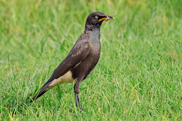 Wall Mural - a pied starling (lamprotornis bicolor) sitting on green grass with cricket prey, south africa