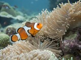 Vibrant clownfish nestles safely within a soft coral anemone