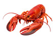 © scottnguyen - Succulent Whole Cooked Red Lobster Isolated on White Background