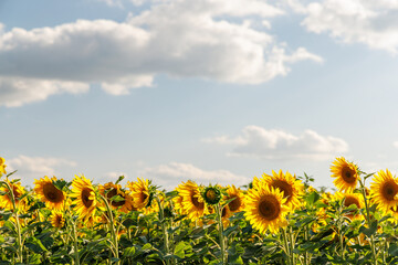 Wall Mural - sunflower field in full bloom