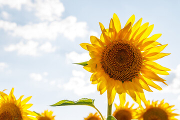 Wall Mural - sunflower field in full bloom